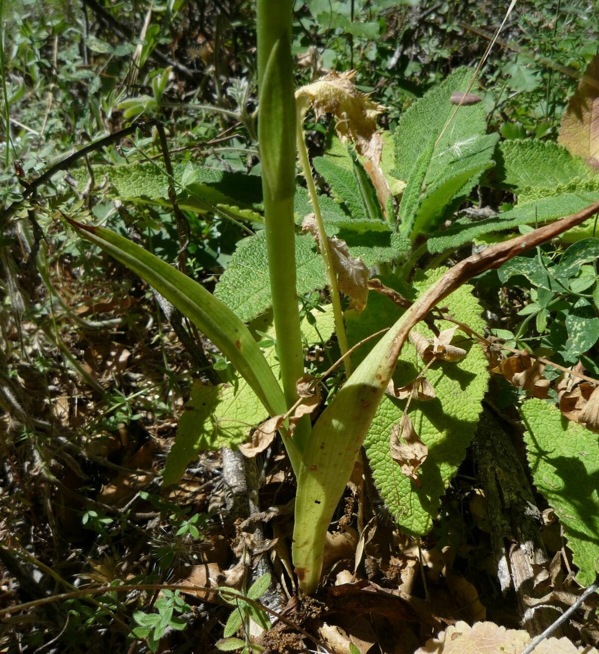 High Resolution Piperia michaelii Leaf